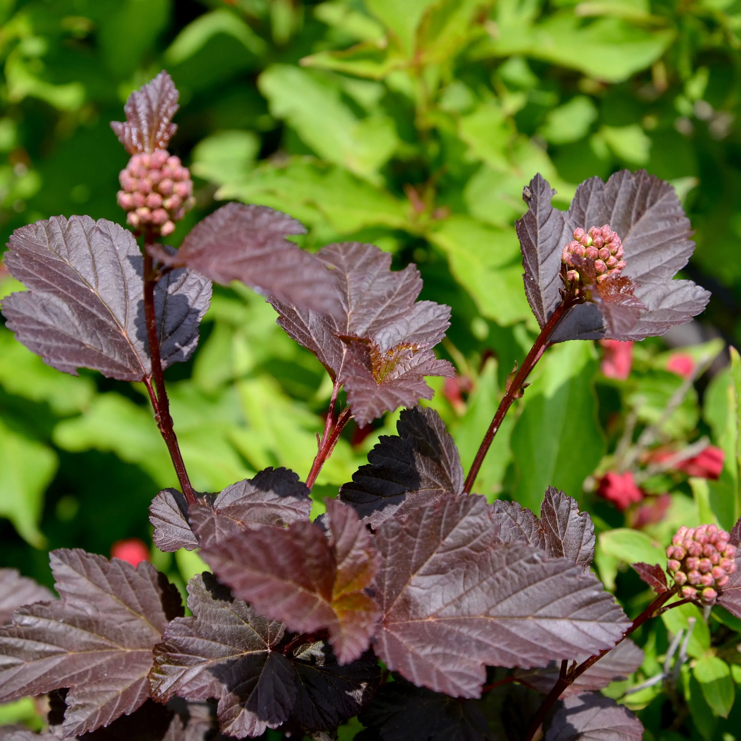 Diablo Ninebark Shrub